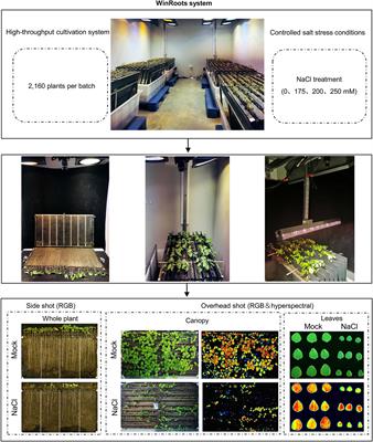 WinRoots: A High-Throughput Cultivation and Phenotyping System for Plant Phenomics Studies Under Soil Stress